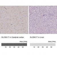 Anti-SLC6A17 antibody produced in rabbit 
