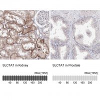 Anti-SLC7A7 antibody produced in rabbit