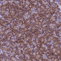 Anti-SLC8B1 antibody produced in rabbit 