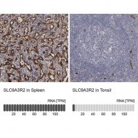 Anti-SLC9A3R2 antibody produced in rabbit 