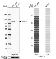 Anti-SLFN11 antibody produced in rabbit 