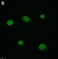 Anti-SLFN11 Antibody, clone 3E13 ZooMAb� Rabbit Monoclonal 