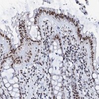 Anti-SLTM antibody produced in rabbit 