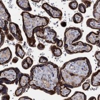 Anti-SMAGP antibody produced in rabbit 