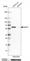 Anti-SMAP1 antibody produced in rabbit 