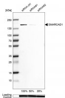 Anti-SMARCAD1 antibody produced in rabbit 