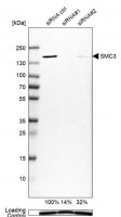 Anti-SMC3 antibody produced in rabbit HPA043206-100UL