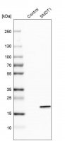 Anti-SMDT1 antibody produced in rabbit