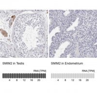Anti-SMIM2 antibody produced in rabbit 