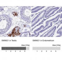 Anti-SMIM21 antibody produced in rabbit