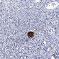 Anti-SMS antibody produced in rabbit