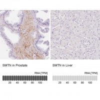 Anti-SMTN antibody produced in rabbit