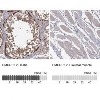 Anti-SMURF2 antibody produced in rabbit