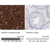 Anti-SNAP25 antibody produced in rabbit HPA001830-100UL