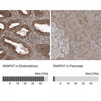 Anti-SNAP47 antibody produced in rabbit