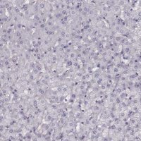 Anti-SNCA antibody produced in rabbit