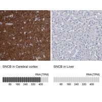 Anti-SNCB antibody produced in rabbit