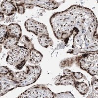 Anti-SNRNP48 antibody produced in rabbit 