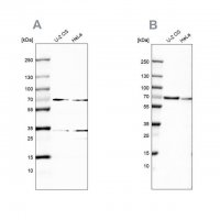 Anti-SNW1 antibody produced in rabbit 