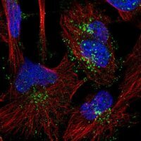 Anti-SNX1 antibody produced in rabbit 