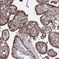 Anti-SNX18 antibody produced in rabbit