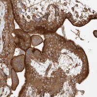 Anti-SNX9 antibody produced in rabbit