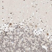 Anti-SON antibody produced in rabbit 