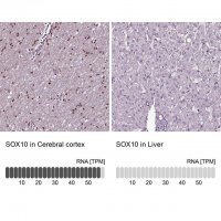 Anti-SOX10 antibody produced in rabbit 