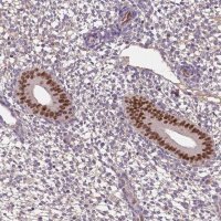 Anti-SOX17 antibody produced in rabbit 