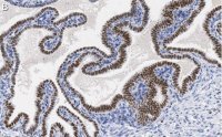 Anti-SOX17 Antibody, clone 3F7, ZooMAb� Rabbit Monoclonal 