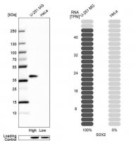 Anti-SOX2 antibody produced in rabbit HPA045725-100UL