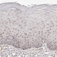 Anti-SOX4 antibody produced in rabbit 