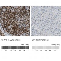 Anti-SP140 antibody produced in rabbit 