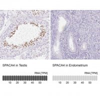 Anti-SPACA4 antibody produced in rabbit HPA061302-100UL