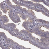 Anti-SPAG17 antibody produced in rabbit 