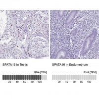 Anti-SPATA16 antibody produced in rabbit