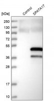 Anti-SPATA17 antibody produced in rabbit