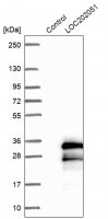Anti-SPATA24 antibody produced in rabbit 