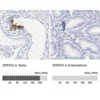Anti-SPATA3 antibody produced in rabbit
