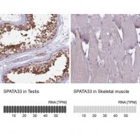 Anti-SPATA33 antibody produced in rabbit 