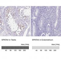 Anti-SPATA4 antibody produced in rabbit