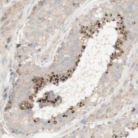 Anti-SPATA9 antibody produced in rabbit