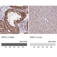 Anti-SPDL1 antibody produced in rabbit 