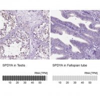 Anti-SPDYA antibody produced in rabbit 