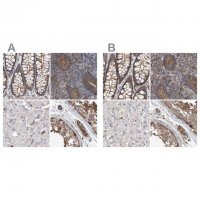 Anti-SPECC1 antibody produced in rabbit 