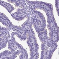 Anti-SPEF1 antibody produced in rabbit 