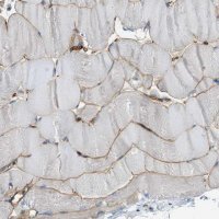 Anti-SPEG antibody produced in rabbit