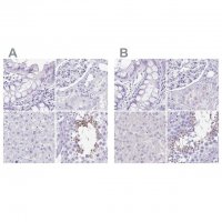 Anti-SPERT antibody produced in rabbit 