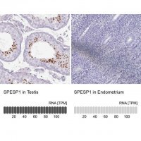 Anti-SPESP1 antibody produced in rabbit 
