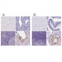Anti-SPESP1 antibody produced in rabbit 